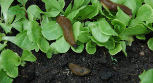 Jak chronić uprawy przed ślimakami?