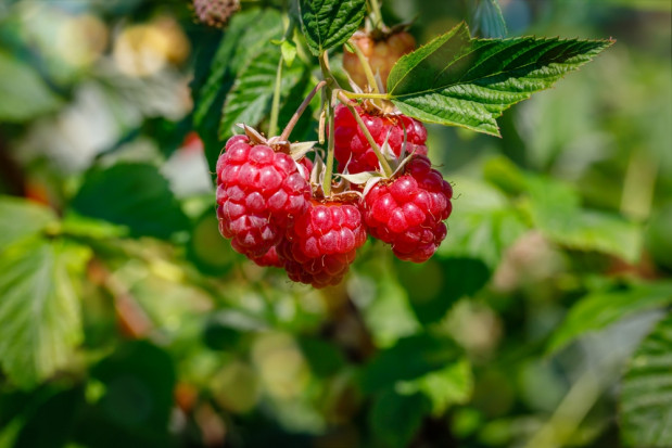 Rusza sezon malinowy w Niemczech/ fot. shutterstock Sezon malinowy w Niemczech - jakie prognozy?