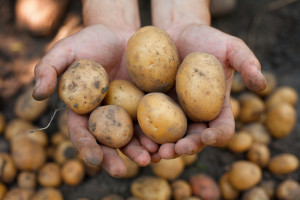 Poszukiwane są startupy wspierające produkcję ziemniaka