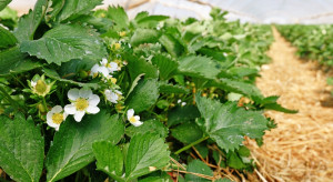 Plantator: Truskawka z tuneli to zupełnie inny zysk