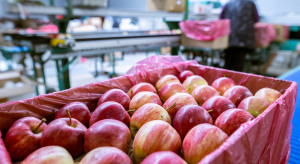 Eksport do Egiptu - co dalej z handlem jabłkami?