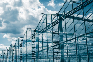 KE: Będzie wsparcie dla producentów szklarniowych