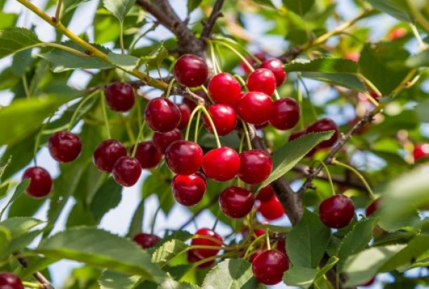 Plantatorów wiśni w regionie Haspengouw we wschodniej Belgii nęka nowa plaga./ fot.shutterstock.com Drogie wiśnie kuszą złodziei. Sady są plądrowane