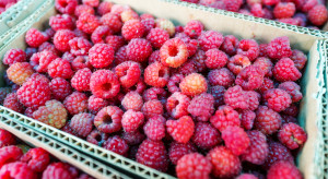 Krajowa Grupa Spożywcza chce wkrótce wytwarzać produkty z owoców