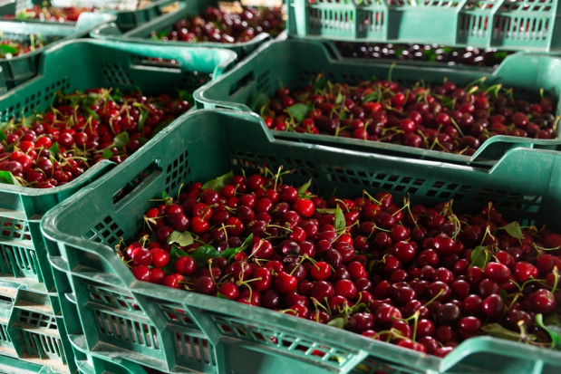 Kiedy na dobre ruszy skup wiśni?/ fot.shutterstock.com Wiśnie 2022: Gdzie już ruszyły skupy?