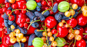 Trwa sezon na polskie owoce - dlaczego warto je spożywać?