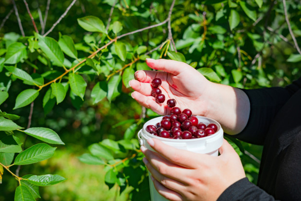 Jakie stawki za zbiór wiśni? / fot. shutterstock Wiśnie 2022: Jakie stawki za zbiór?