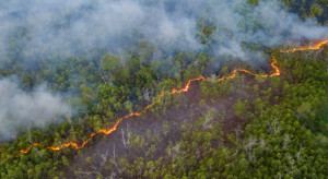 Pożary pochłonęły około 7 tys. hektarów lasów i łąk