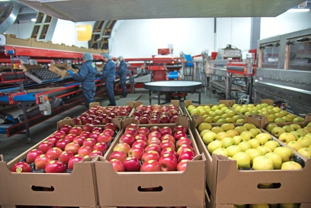 Grupy producentów potrzebują różnych źródeł energii. Muszą przygotować produkty do sprzedaży. / fot. shutterstock Problemy grup producenckich. Przed nimi wiele wyzwań
