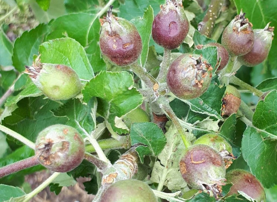 Pomoc dla sadowników którzy ponieśli straty w wyniku gradu/ fot. sadyogrody Gradobicia w sadach - jaka pomoc?
