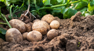 Będą ułatwienia dla producentów ziemniaków