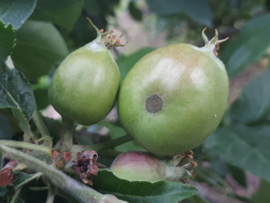 Parch jabłoni 2022 - jaka sytuacja w sadach?