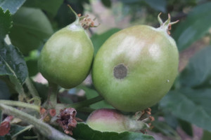Parch jabłoni 2022 - jaka sytuacja w sadach?