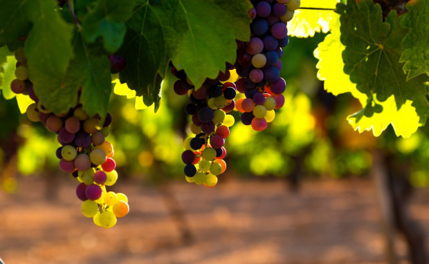 W Pompejach będzie uprawiana winorośl metodami sprzed 2 tysięcy lat
