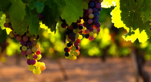 W Pompejach będzie uprawiana winorośl metodami sprzed 2 tysięcy lat