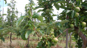 Szkodniki jabłoni - jakie zagrożenie latem?