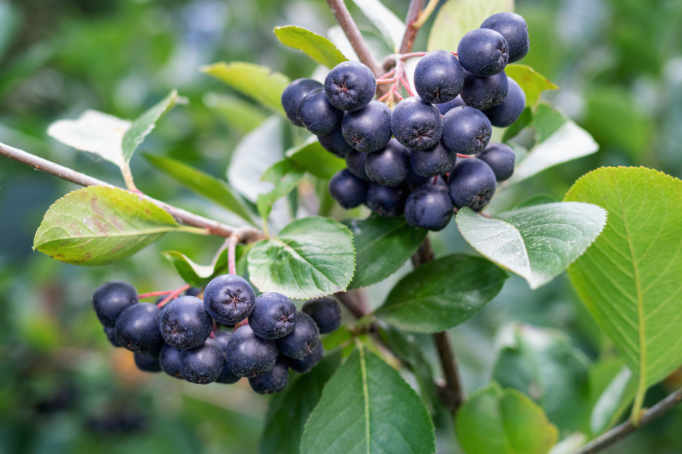 Aronia 2022 - jakie zawiązanie owoców?