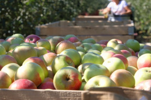 Tegoroczne zbiory jabłek w Holandii bez zaskoczenia. Więcej będzie gruszek