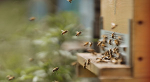 Akcje wspierania pszczół. Jakich działań potrzeba?