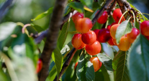 Czereśnie 2022 - sezon trudny dla plantatorów?