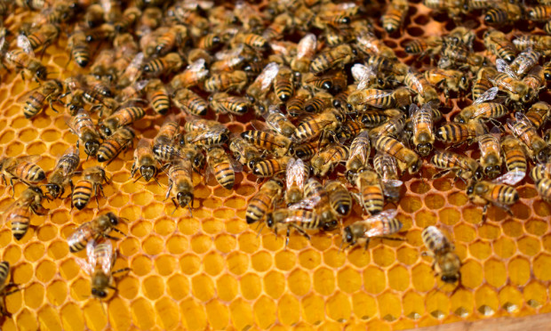 Wsparcie dla pszczelarzy. ARiMR wydłuża termin