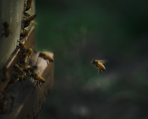 Belgia: plaga azjatyckich szerszeni zagrożeniem dla pszczół