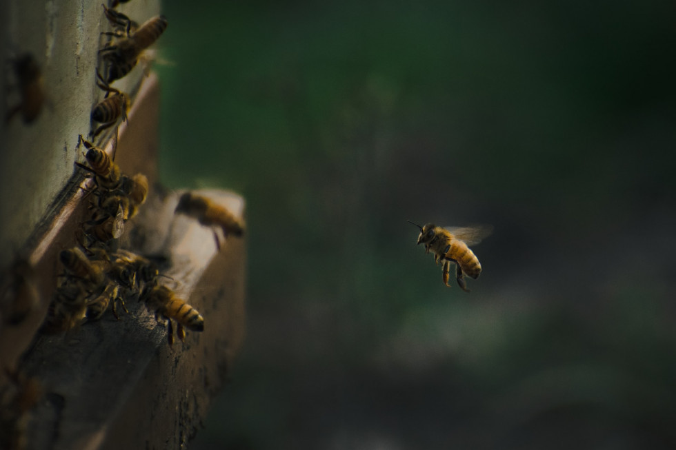 Belgia: plaga azjatyckich szerszeni zagrożeniem dla pszczół