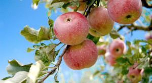 GUS: Zbierzemy więcej jabłek niż rok temu?