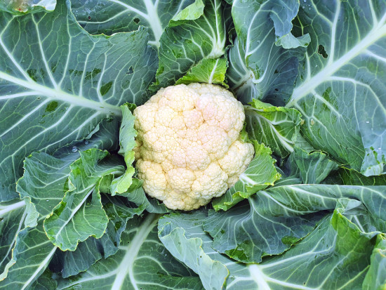 Będą większe zbiory warzyw w 2022 roku?