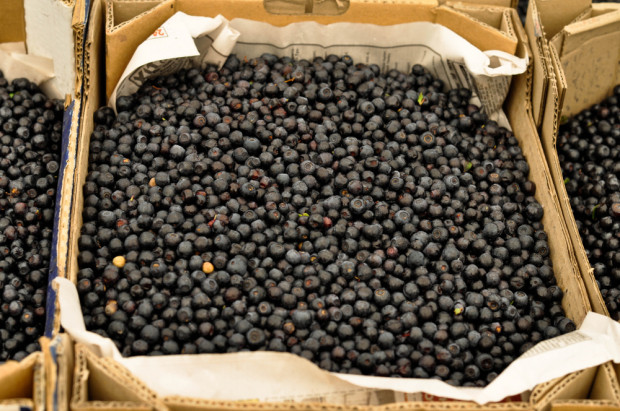 Jakie ceny jagód leśnych w hurcie?/ fot. shutterstock Popyt na jagody leśne. Ceny trzymają poziom
