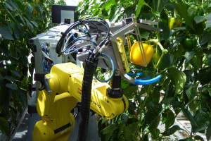 Roboty do zbioru warzyw. Sprawdzamy najnowsze technologie