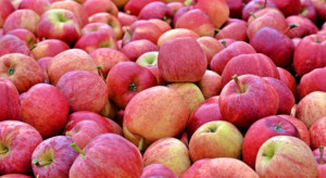 Kiedy sadownicy dostaną pieniądze za jabłka wycofane do przetwórni?