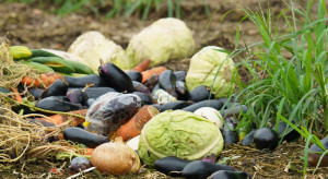 Owoce i warzywa gniją na polu