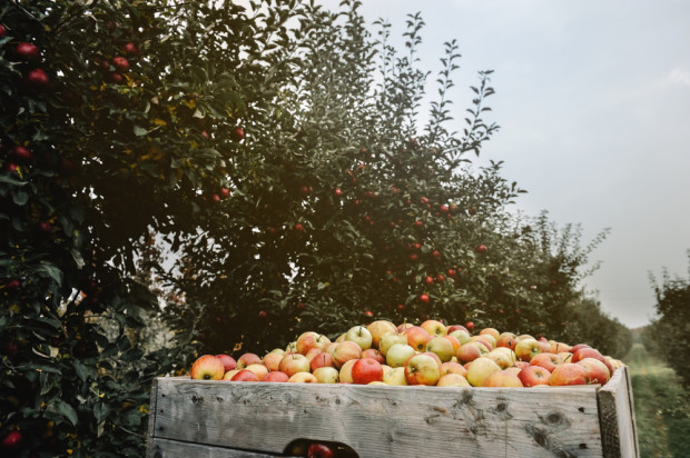 Zbiory jabłek w 2022. Ile wyniosą?