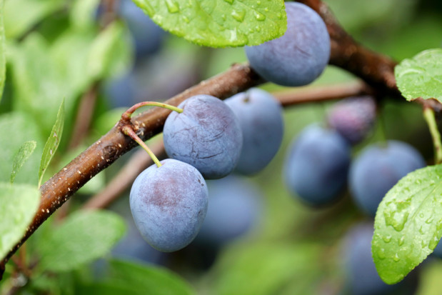 W sobotę będzie chłodniej. Uwaga na burze z gradem!/ fot. shutterstock W sobotę będzie chłodniej. Uwaga na burze z gradem!