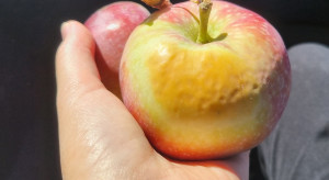 Uszkodzenia jabłek. Owoce mają oparzenia słoneczne