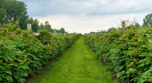 Maliny 2022: Jaka sytuacja na plantacjach?