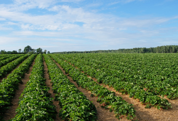 Na plantacjach gdzie zakończyły się już zbiory truskawki gruntowej tradycyjnej / fot. shutterstock Ochrona truskawek po zbiorach. Jak zadbać o plantacje?