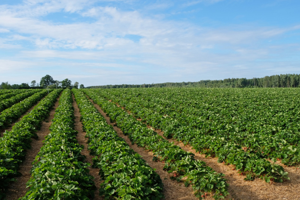 Ochrona truskawek po zbiorach. Jak zadbać o plantacje?