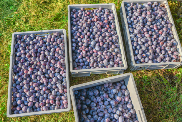 Tegoroczny sezon śliwkowy jest bardzo trudny dla producentów. Import owoców psuje handel i ceny polskim producentom. / fot. shutterstock Dramat na rynku śliwek. Import psuje handel i ceny