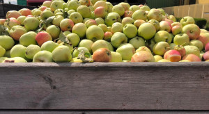 Ceny jabłek w skupach. Po ile przemysł?