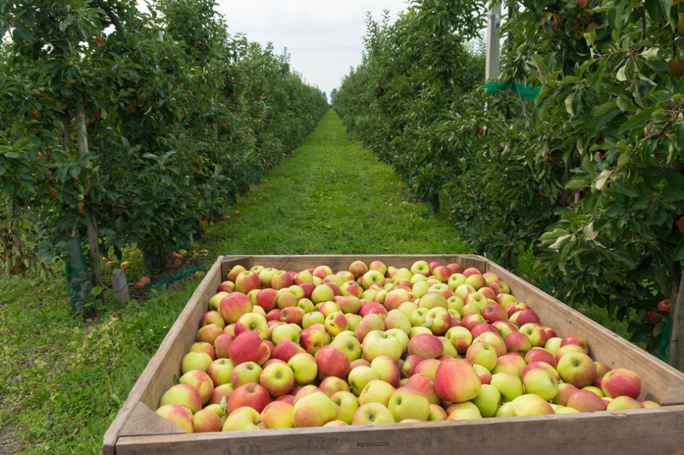 Gruzja: Tegoroczne zbiory jabłek będą rekordowe