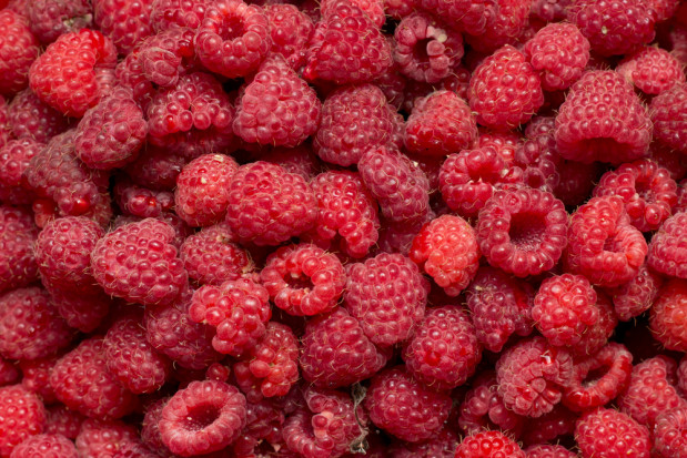 Kolejne obniżki na rynku malin. Ceny spadły do 8 zł!/ fot. shutterstock.com Kolejne sztuczne obniżki. Ceny malin w skupach spadły do 8 zł!