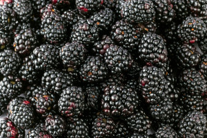 Jeżyny 2022: Ceny w skupach i zakładach przetwórczych
