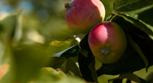 Zwalczanie owocówki jabłkóweczki i zwójek w sierpniu