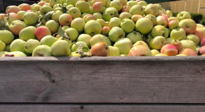 Zmowa cenowa na rynku jabłek przemysłowych? Konieczna interwencja