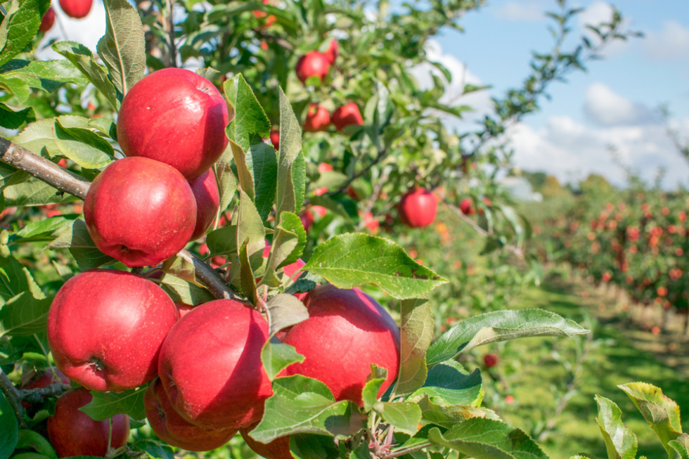 Węgry: tegoroczne zbiory jabłek najniższe od dekady