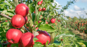 Węgry: tegoroczne zbiory jabłek najniższe od dekady