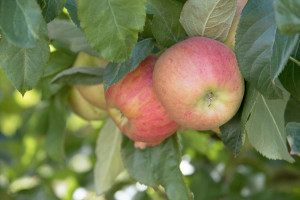 Ważny moment w ochronie jabłoni i grusz