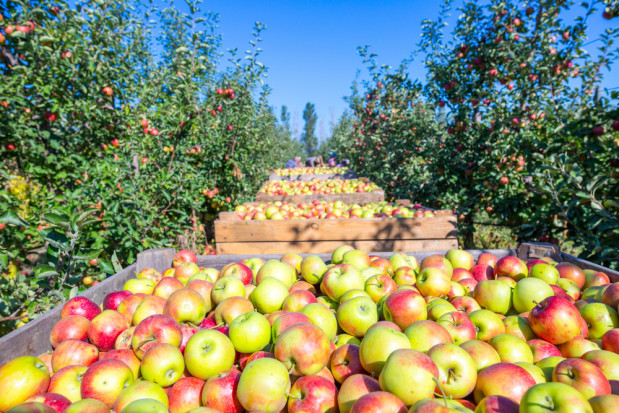 Sytuacja na rynku jabłek w tym sezonie zależeć będzie od przetwórstwa?